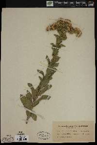 Solidago rigida image