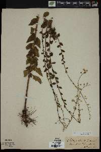 Solidago strigosa image