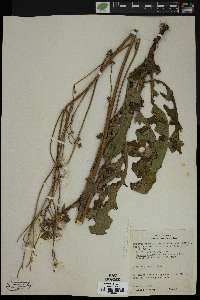 Sonchus arvensis image