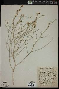 Stephanomeria pauciflora image