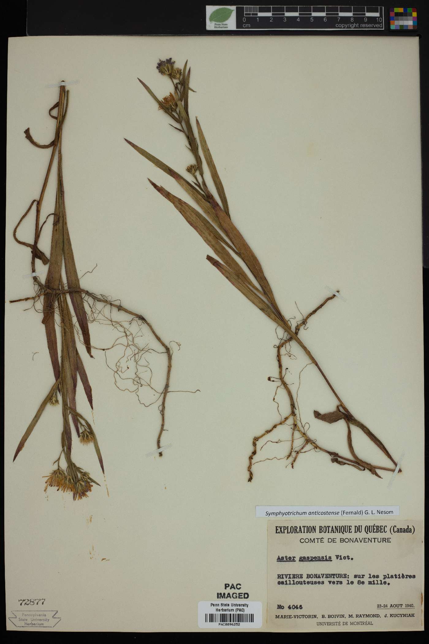 Symphyotrichum anticostense image