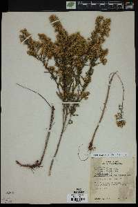 Symphyotrichum ericoides image