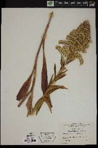 Solidago sempervirens image