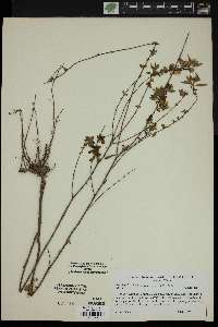 Symphyotrichum racemosum image