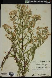 Symphyotrichum tradescantii image