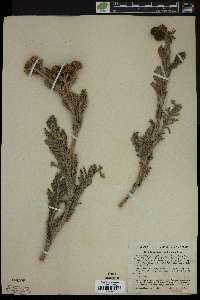 Tanacetum camphoratum image