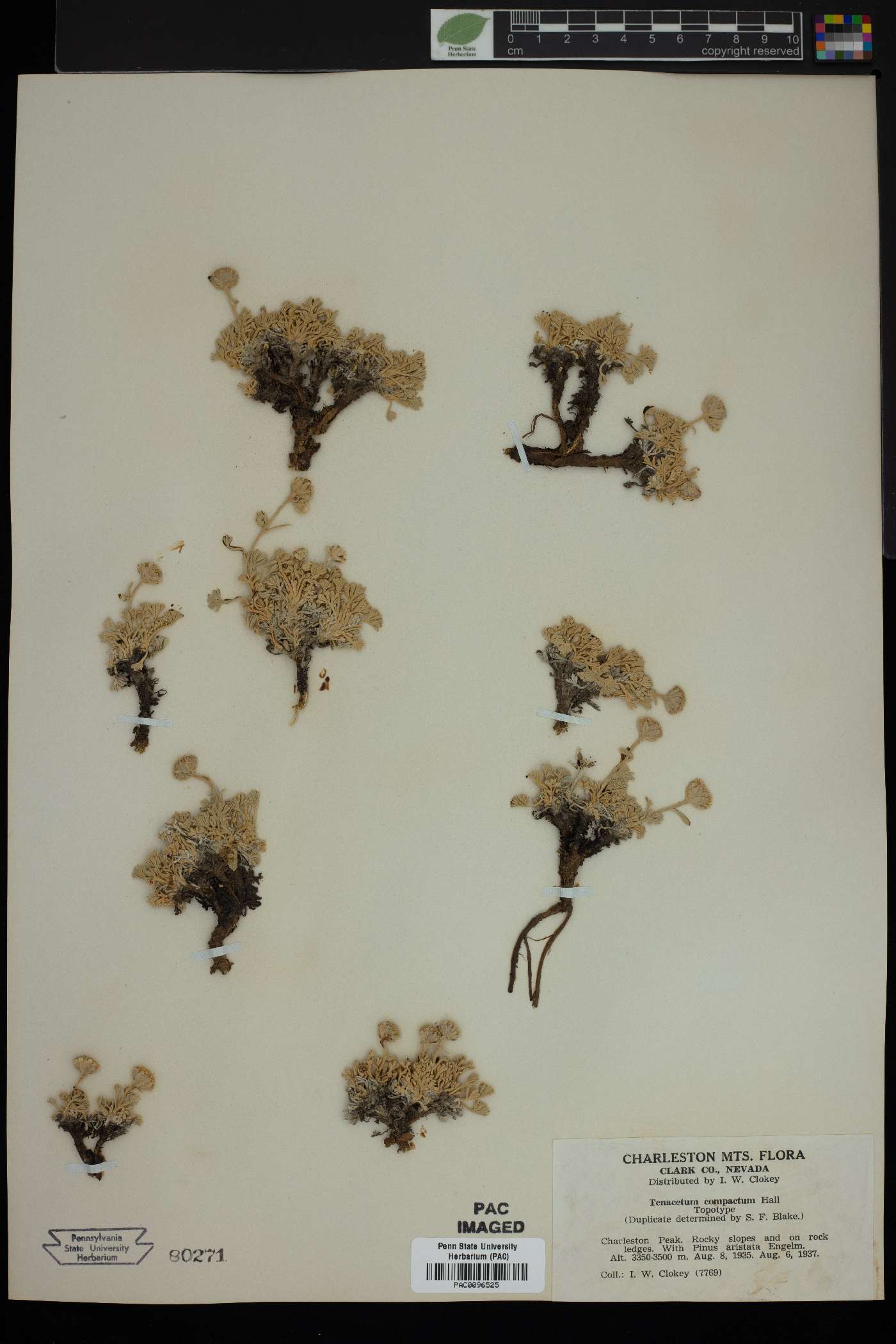Tanacetum compactum image