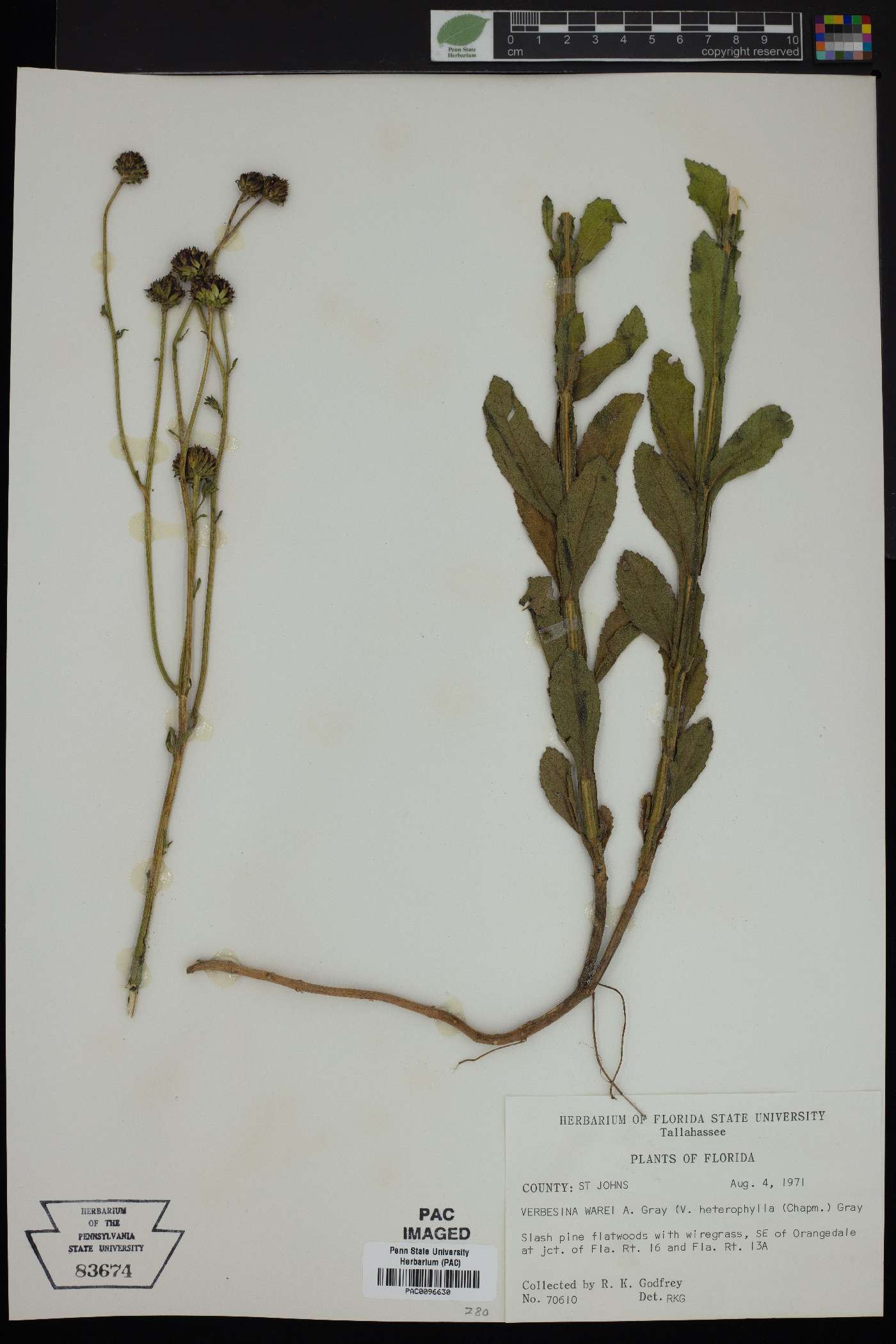 Verbesina warei image