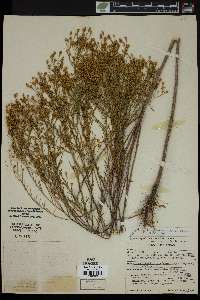 Xanthocephalum amoenum var. intermedium image