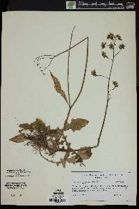 Youngia japonica image