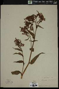 Polygonum alpinum image