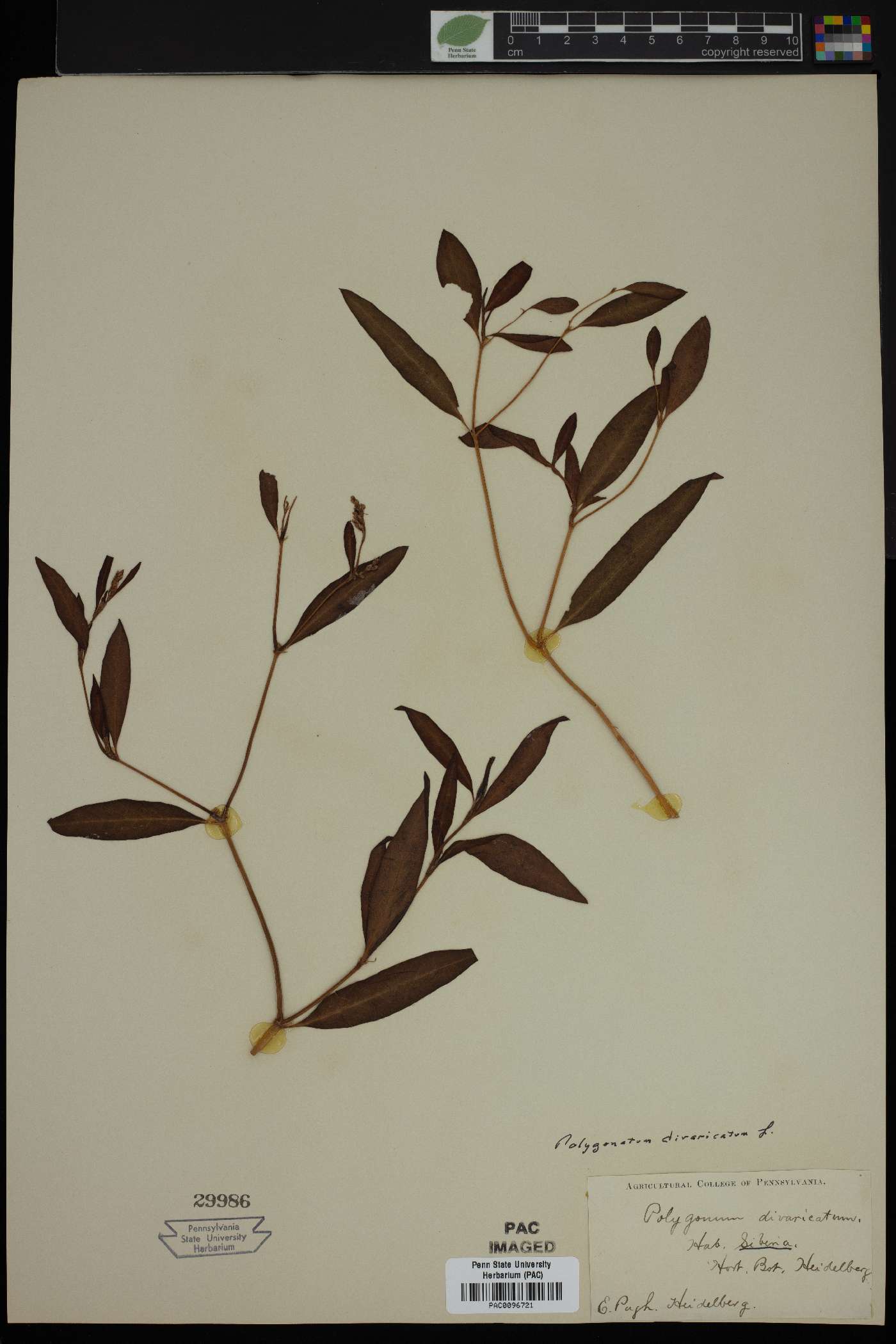 Polygonum arenarium subsp. arenarium image