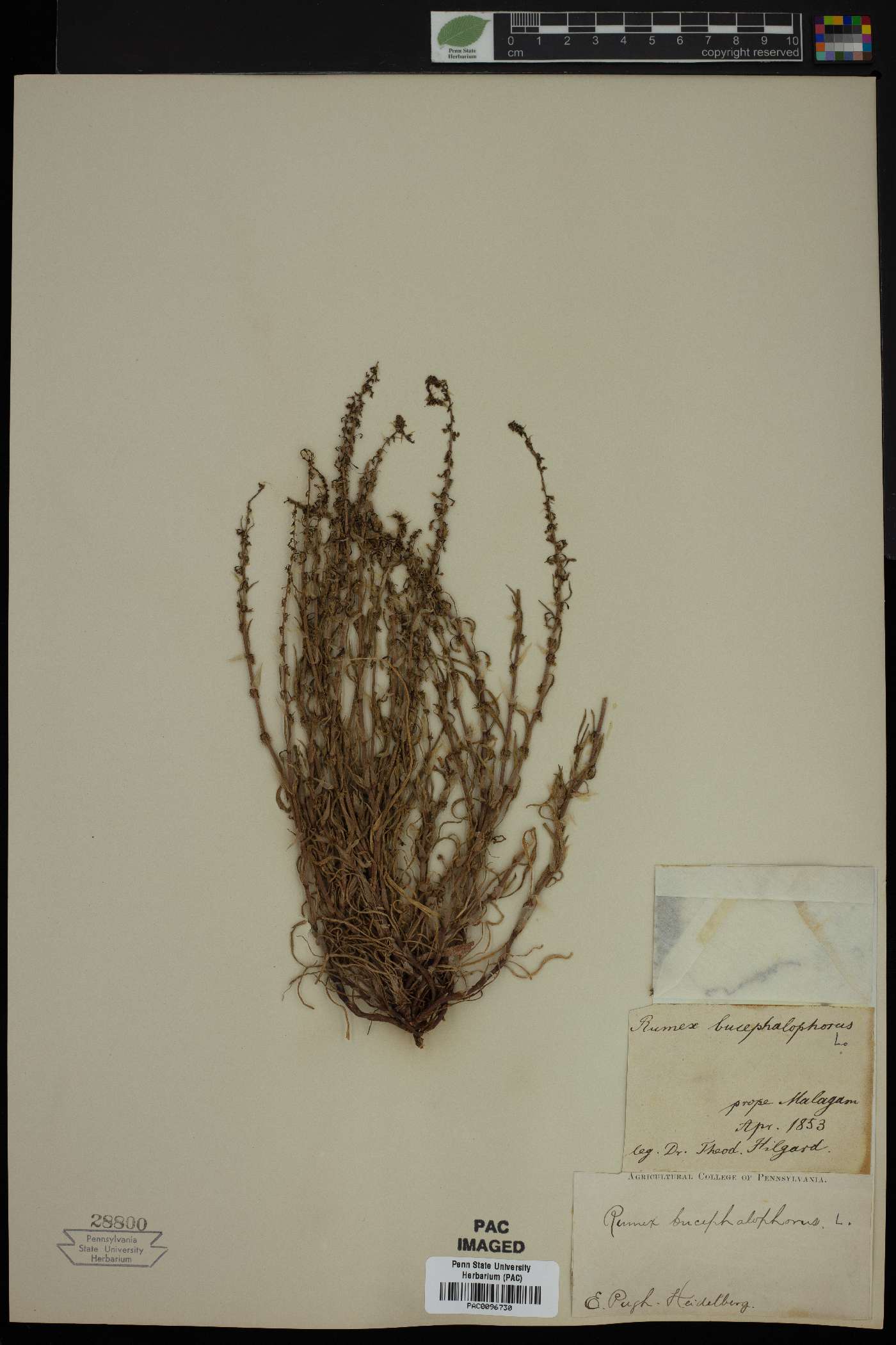 Rumex bucephalophorus image