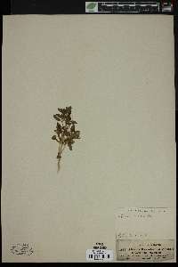 Image of Nothosaerva brachiata