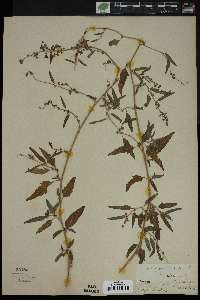 Atriplex tartarica image