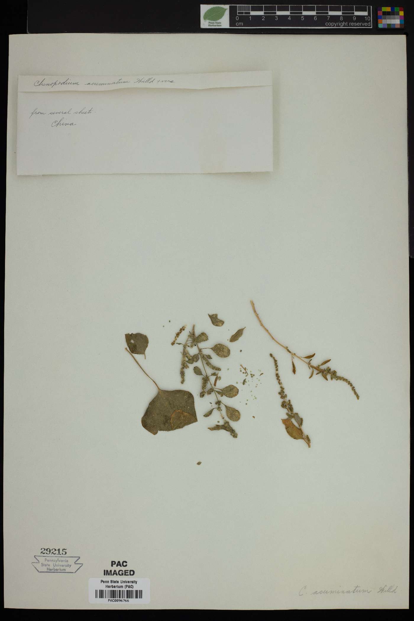 Chenopodium acuminatum image