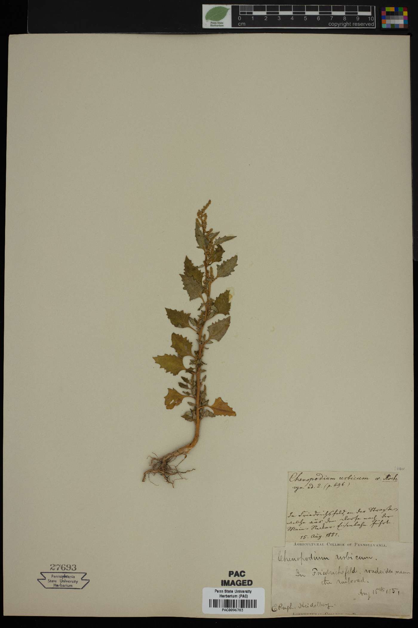 Oxybasis urbica image