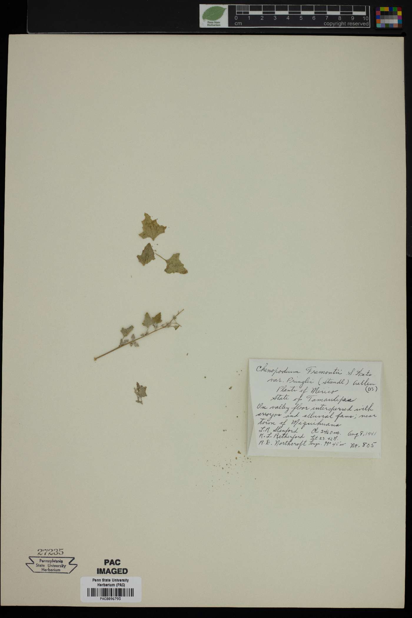 Chenopodium fremontii var. pringlei image