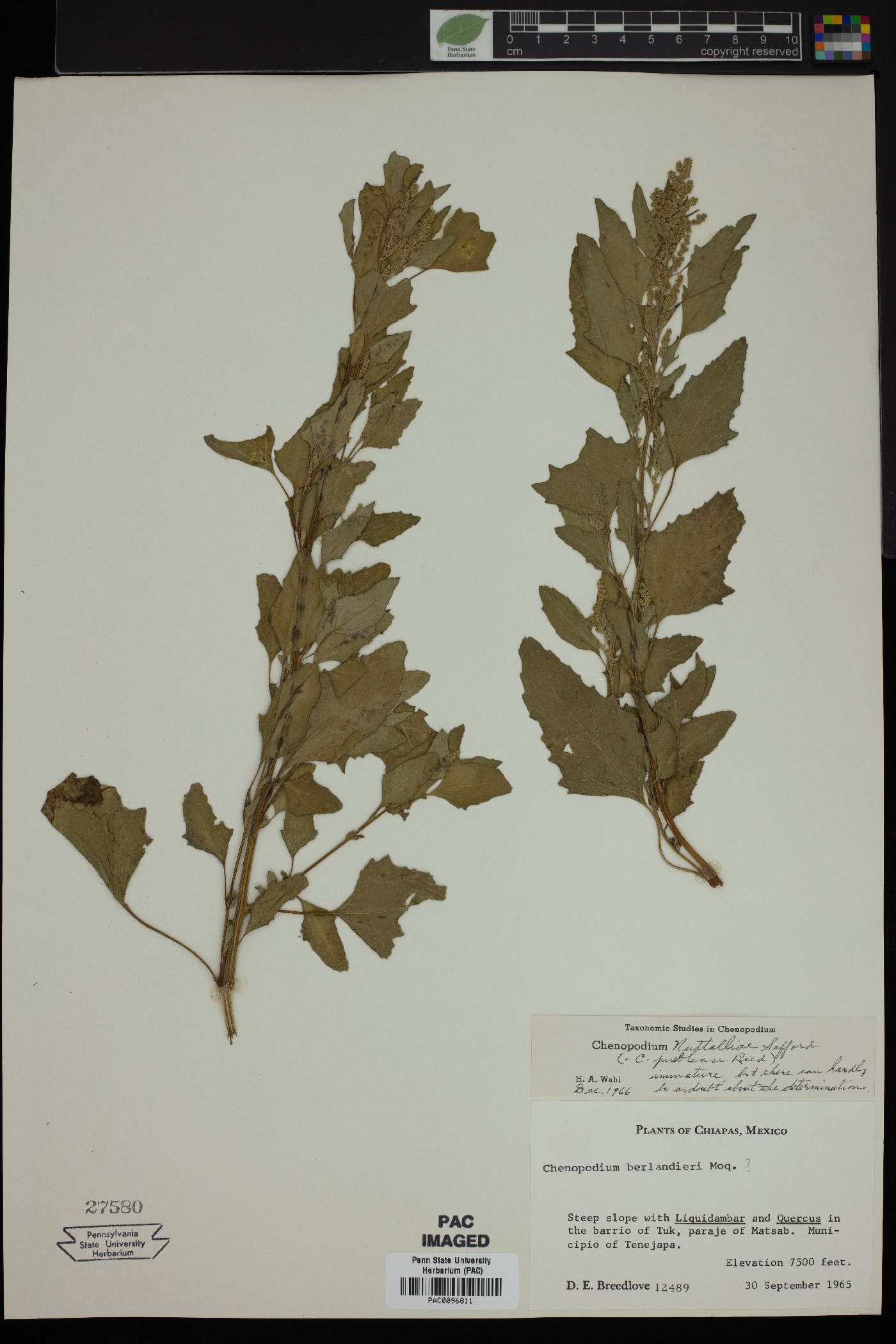 Chenopodium nuttalliae image