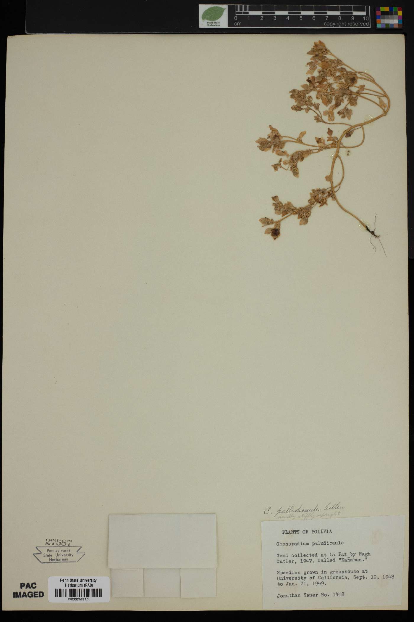 Chenopodium pallidicaule image