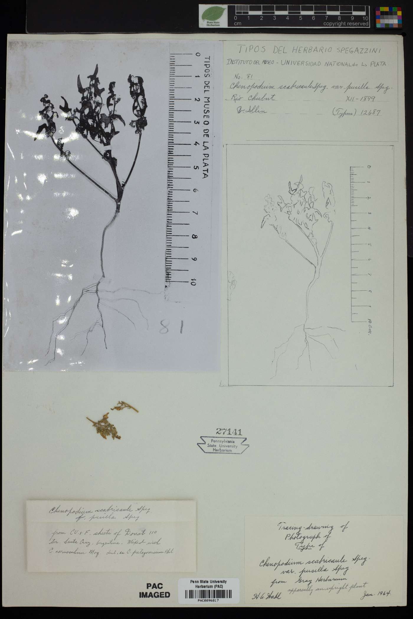 Chenopodium scabricaule image