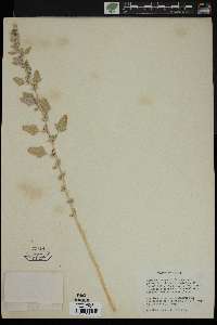 Chenopodium mexicanum image