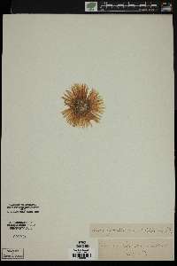 Mesembryanthemum nodiflorum image