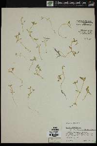 Montia fontana subsp. fontana image