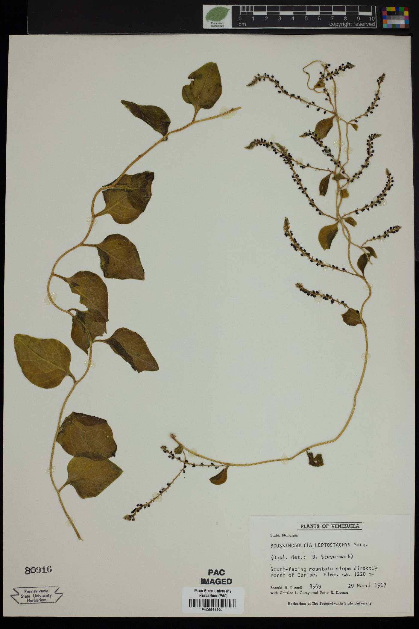 Boussingaultia leptostachys image