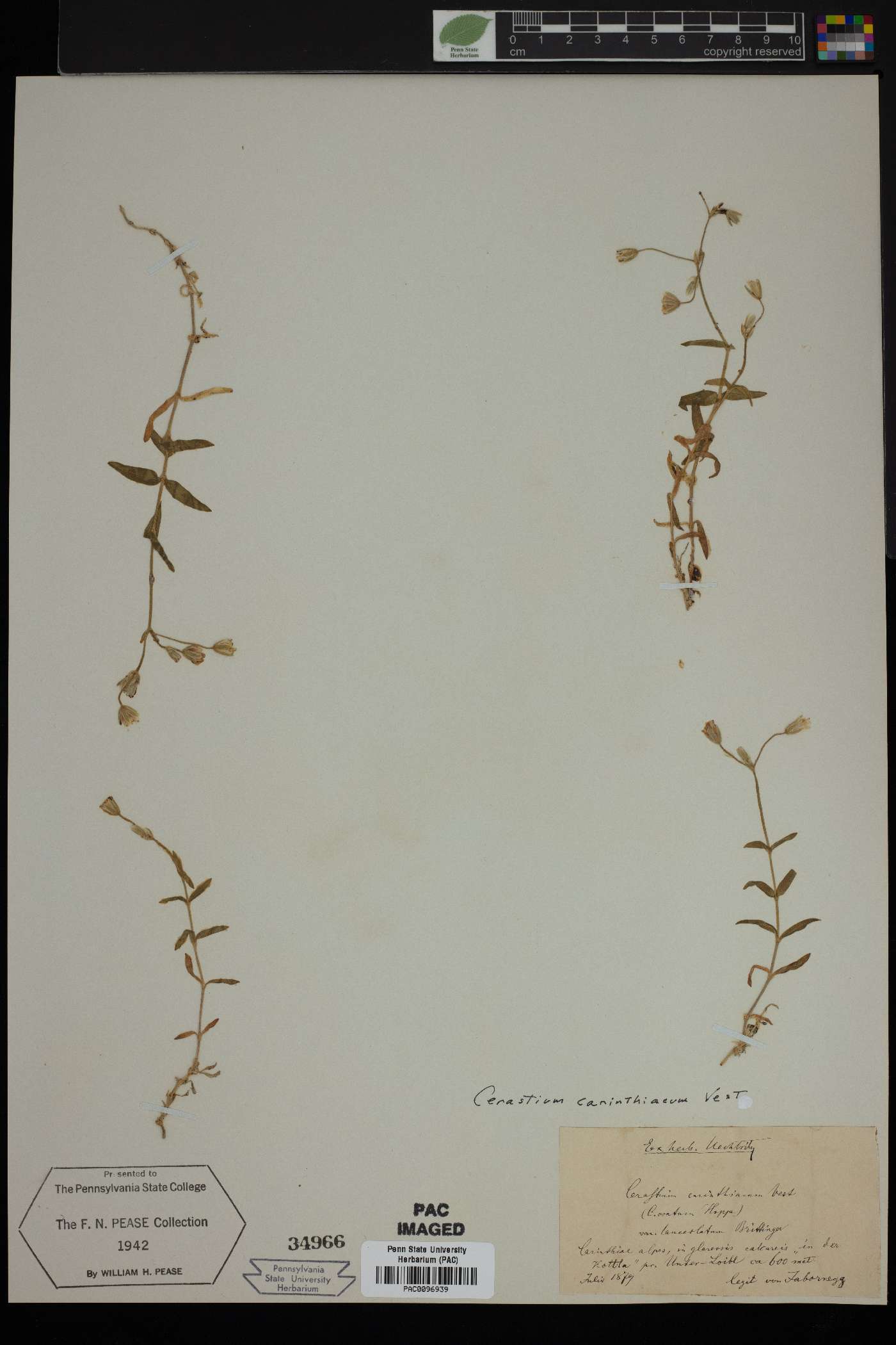 Cerastium carinthiacum image