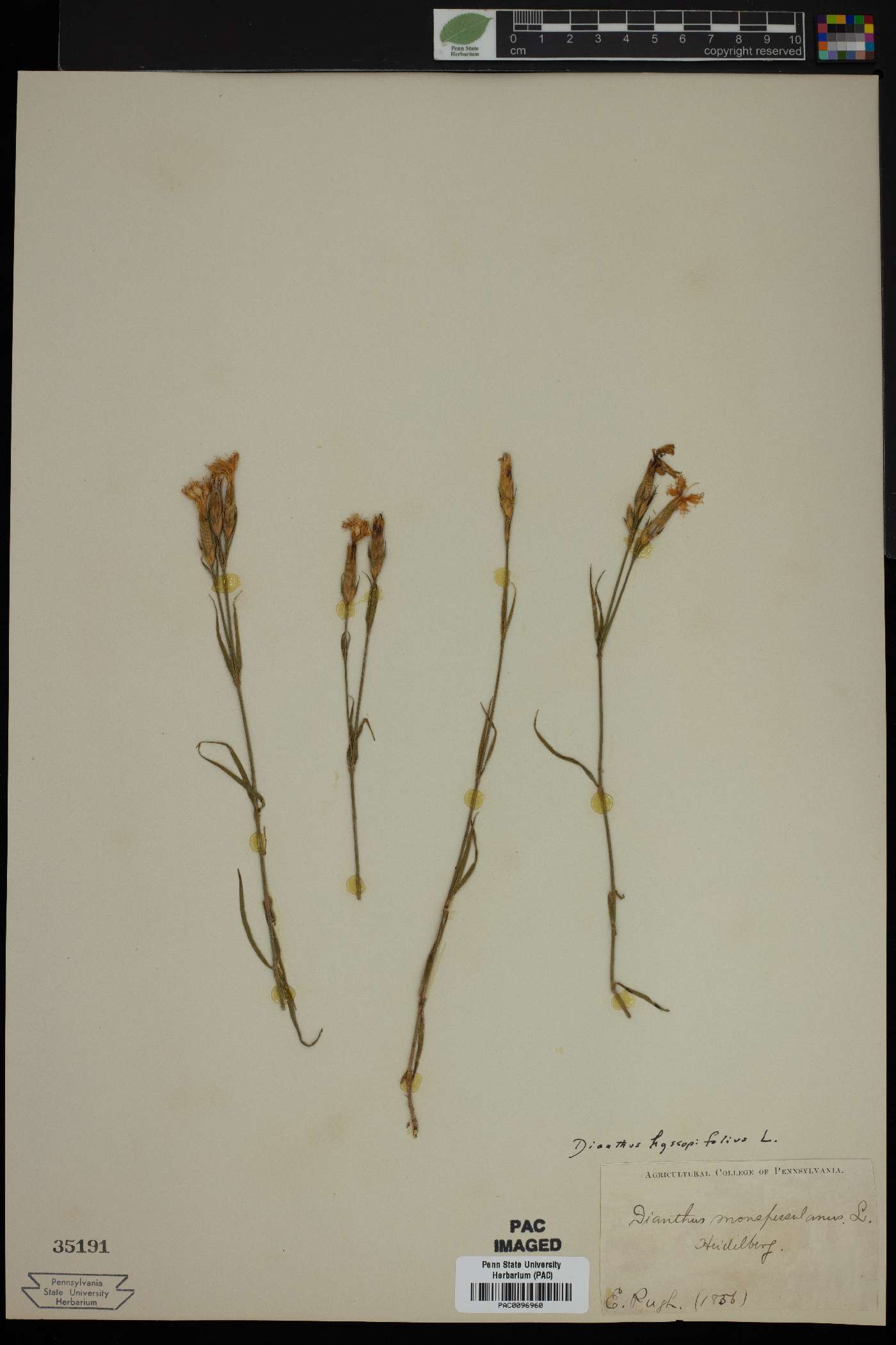 Dianthus hyssopifolius image