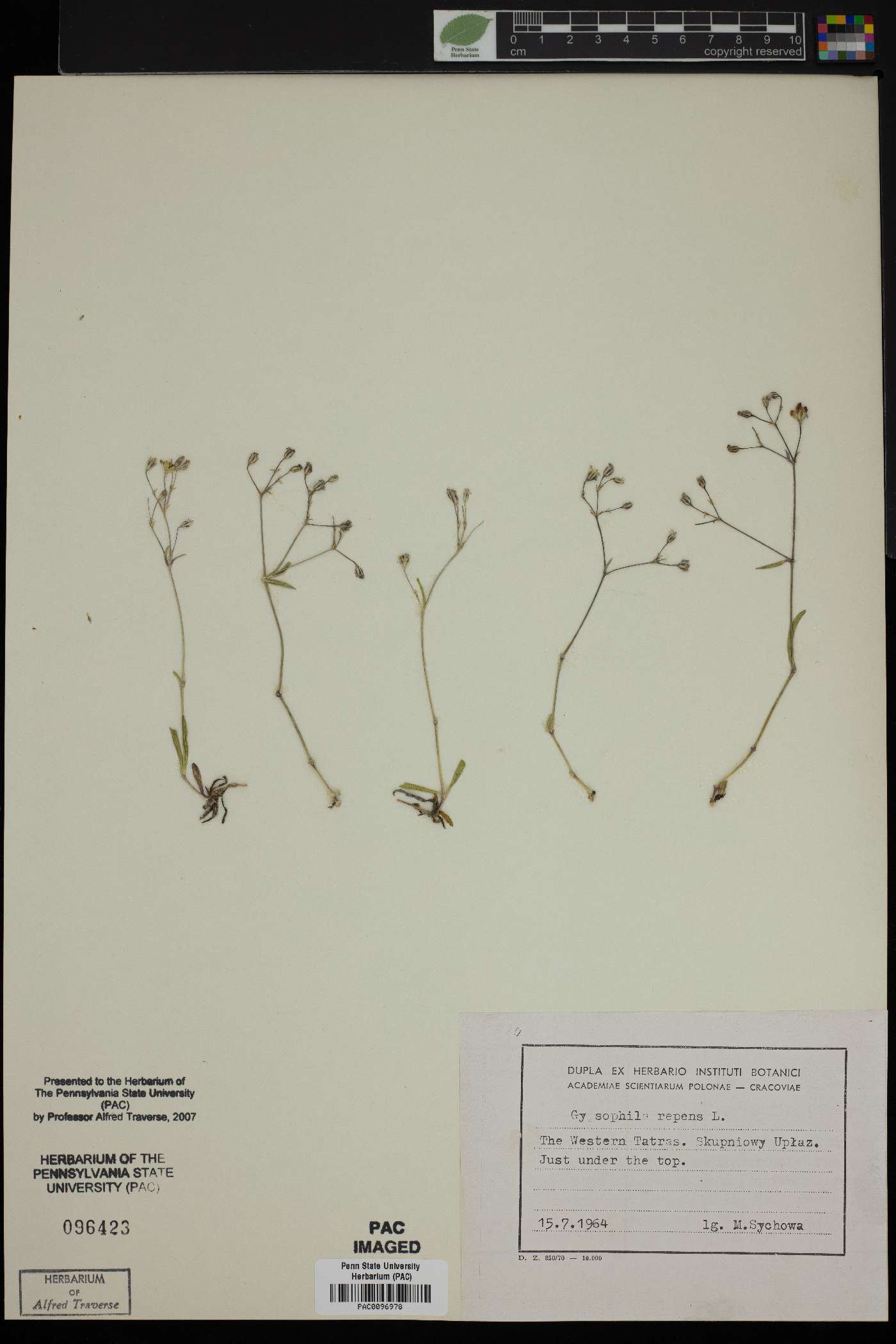 Gypsophila repens image