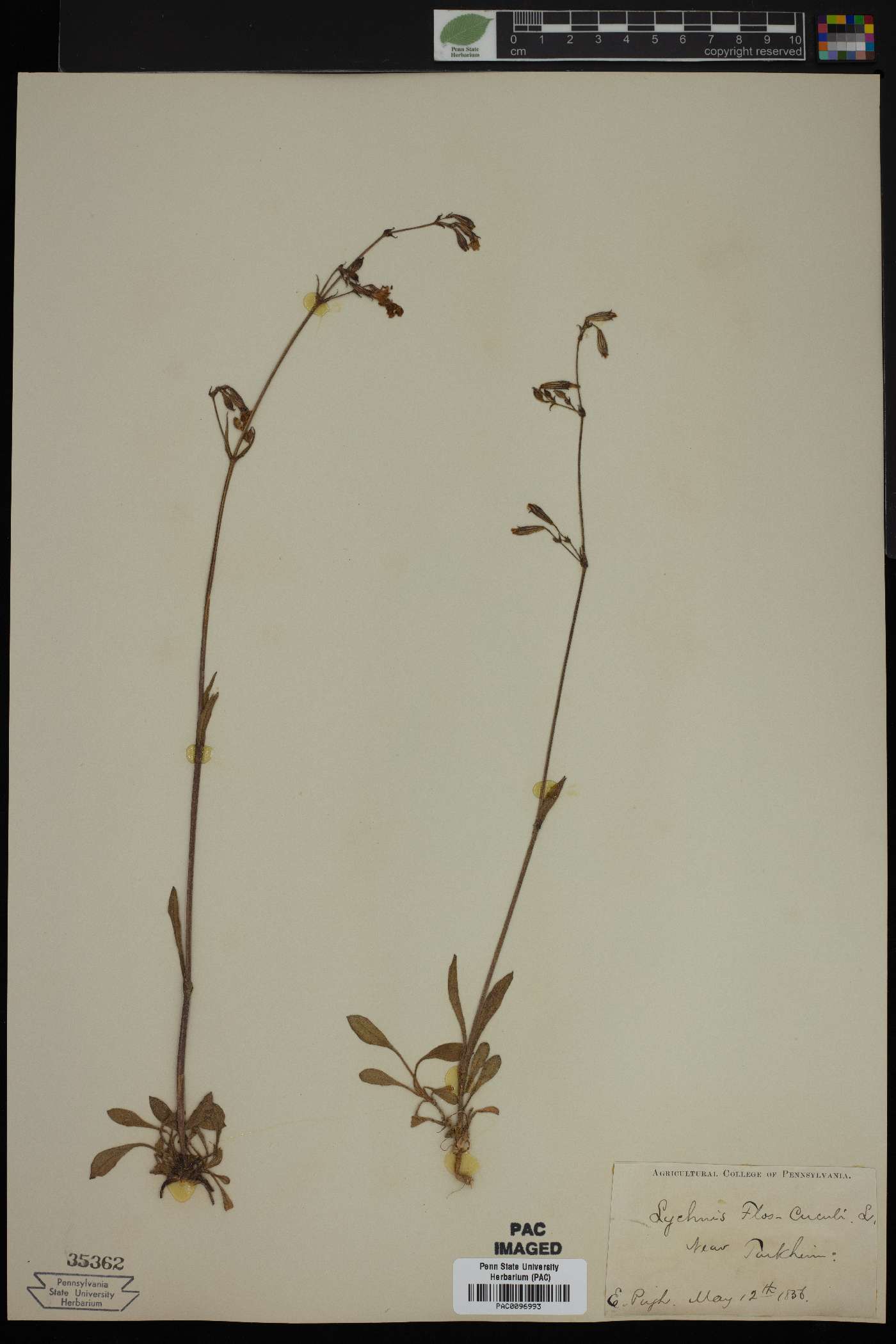 Silene flos-cuculi image