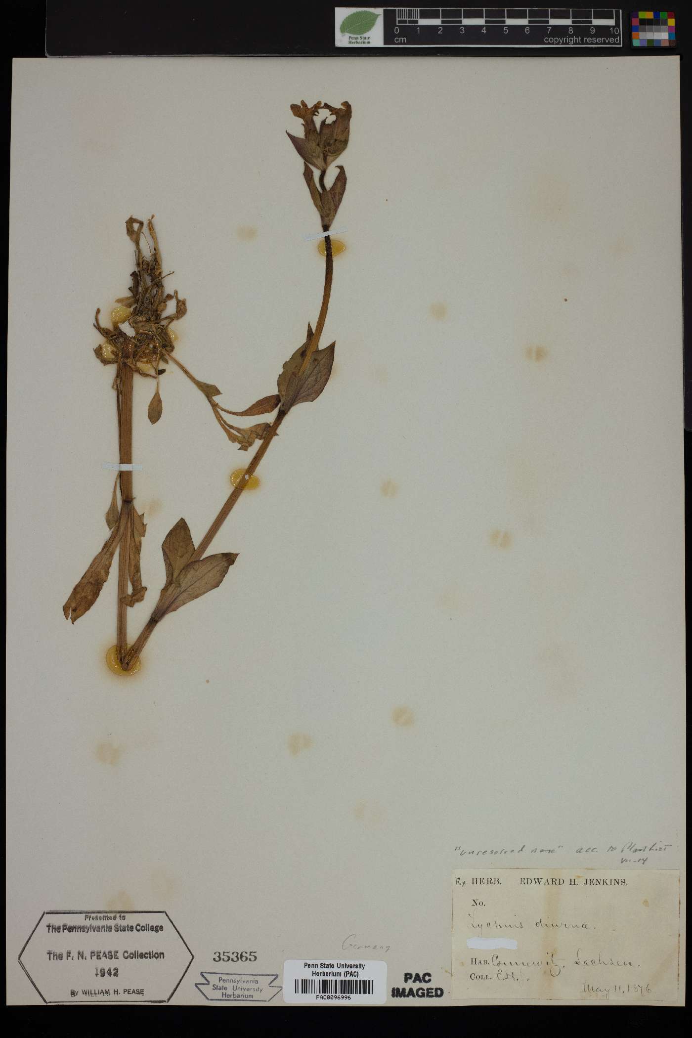 Silene dioica image