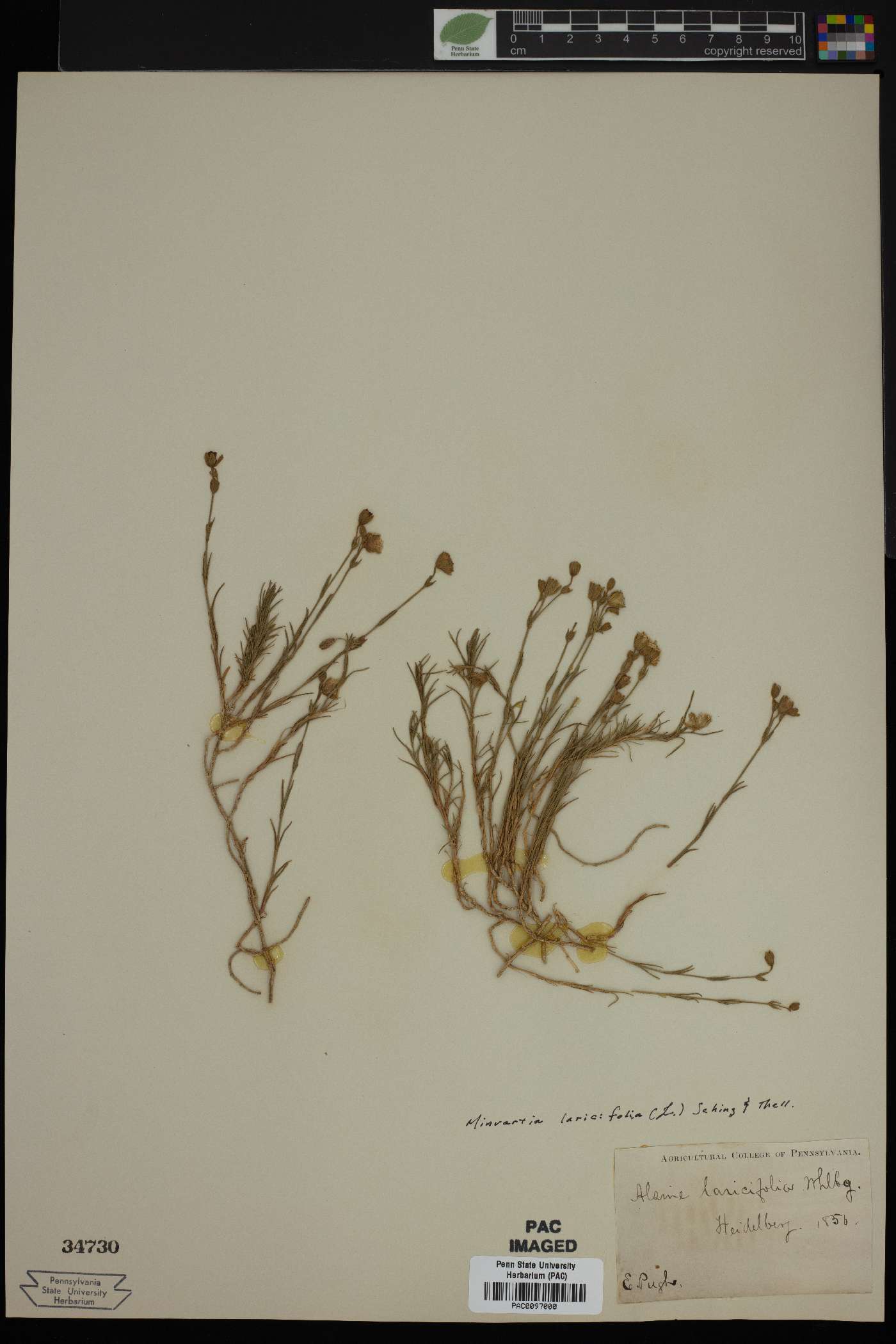 Cherleria laricifolia image