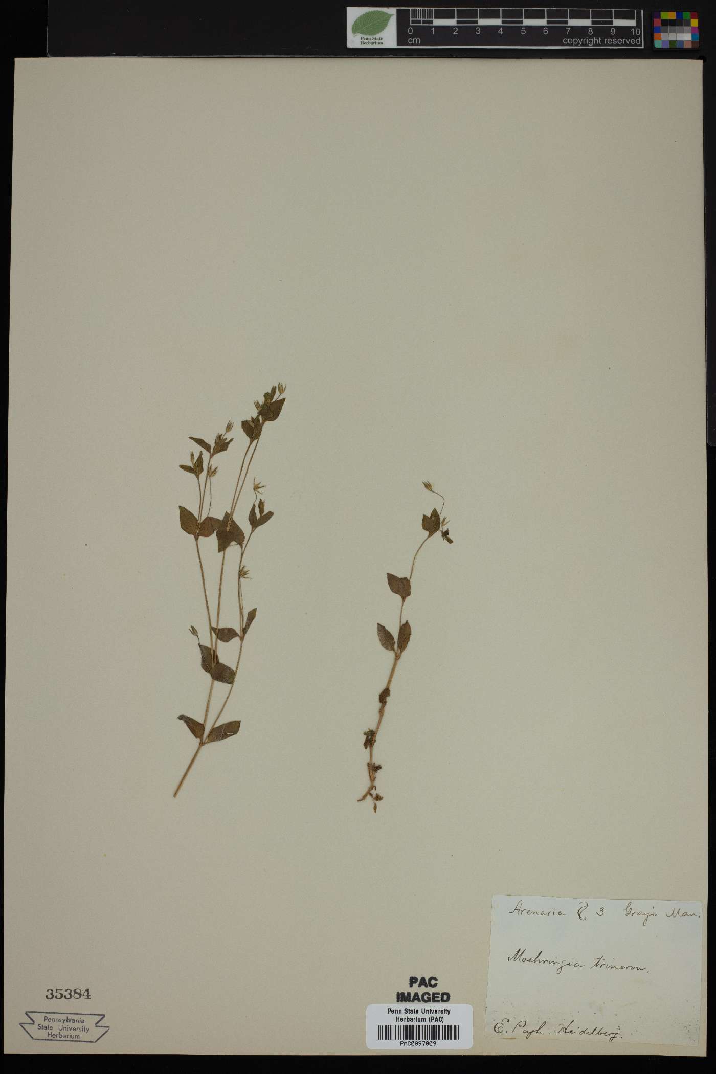 Moehringia trinervia image