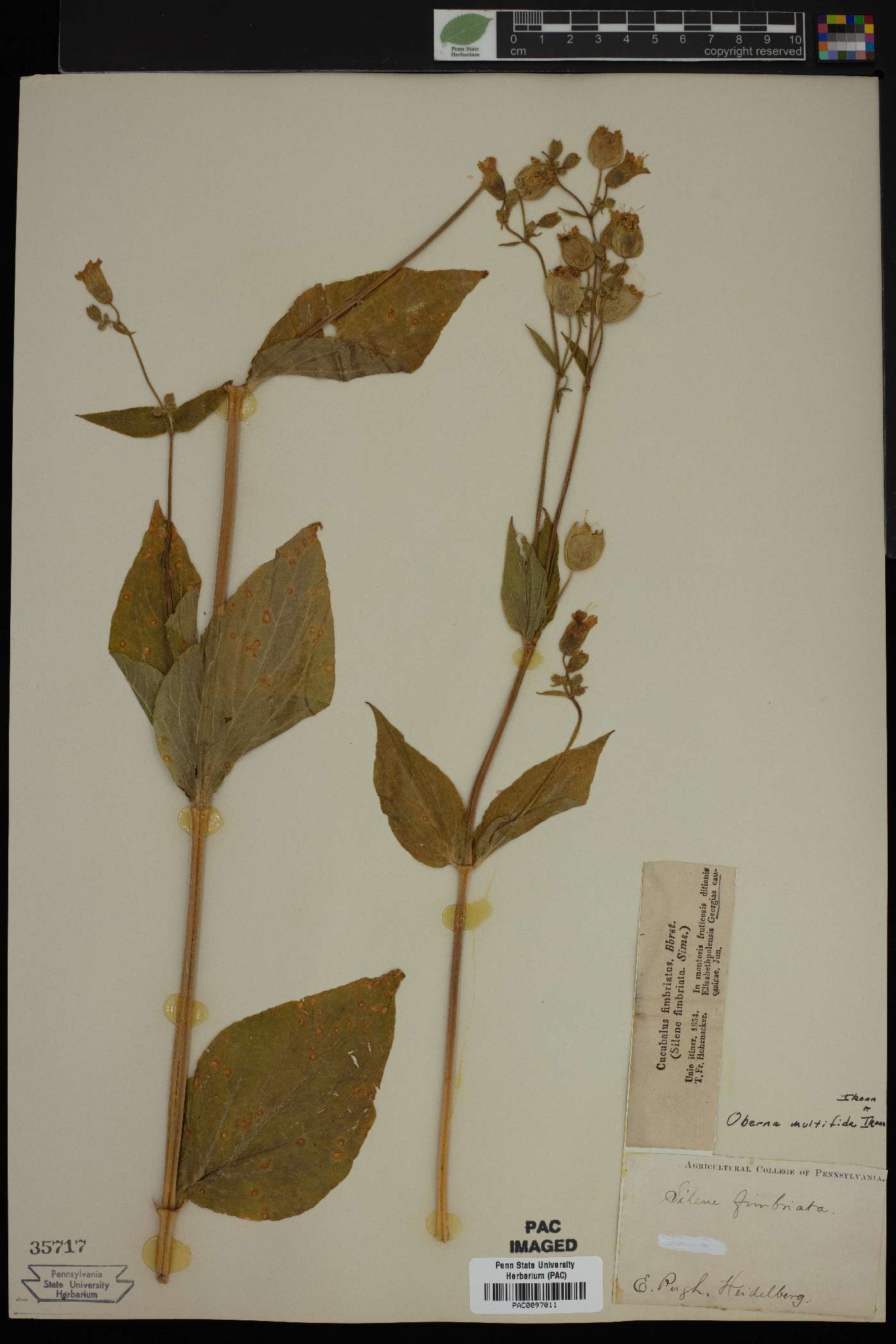 Silene simsii image