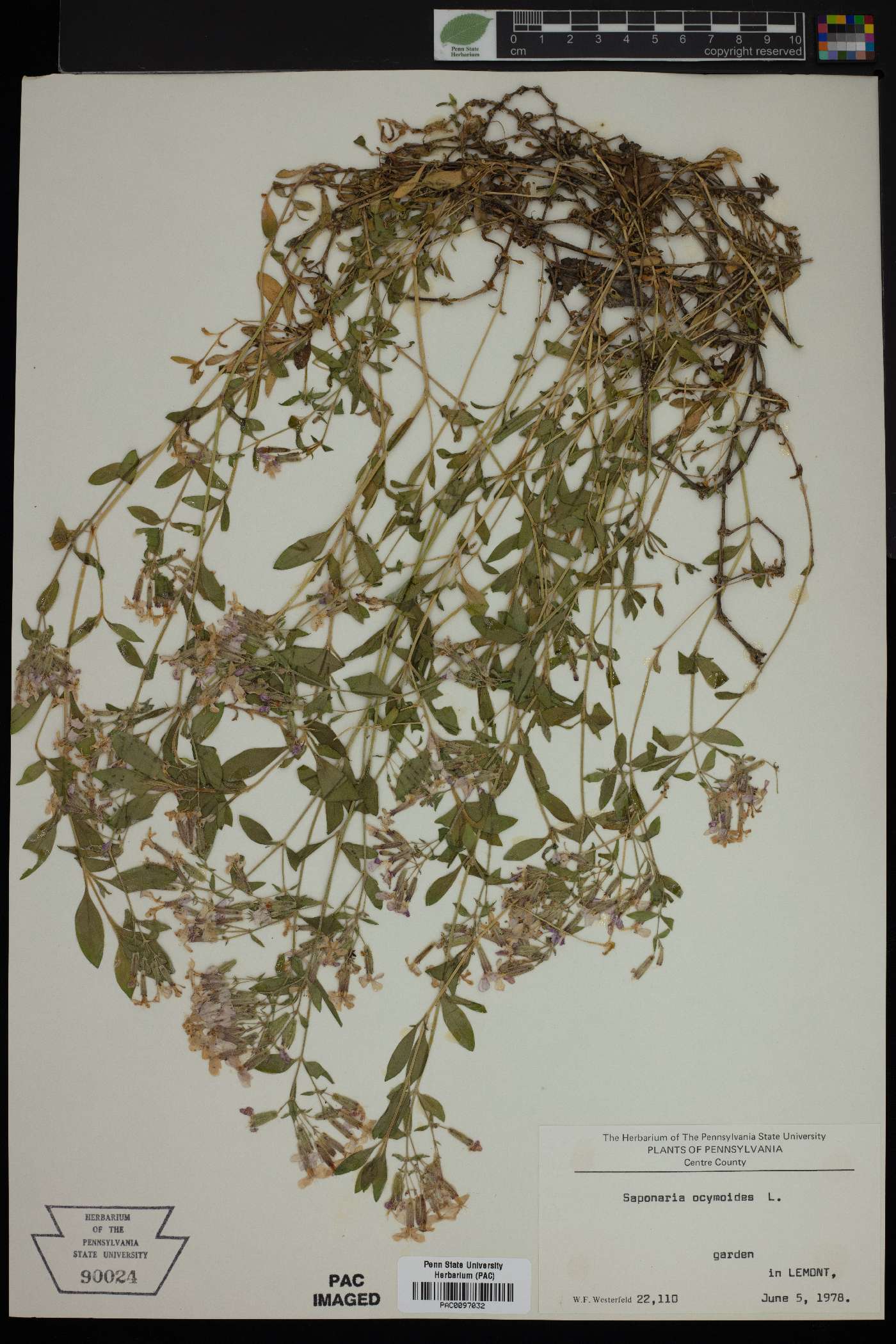 Saponaria ocymoides image