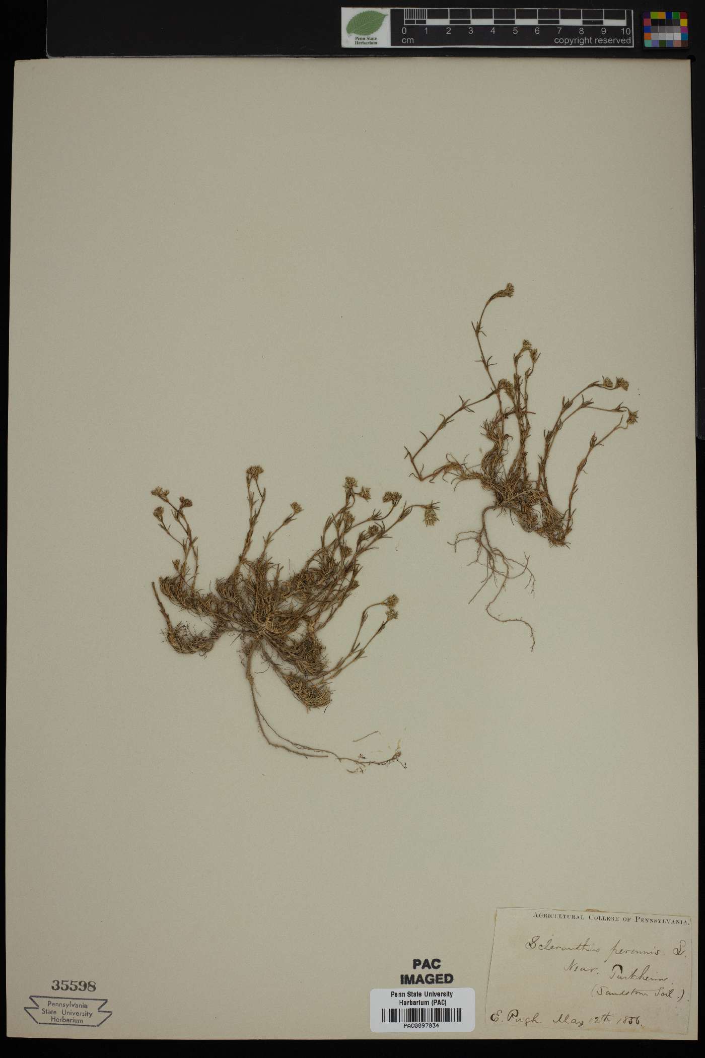 Scleranthus perennis image