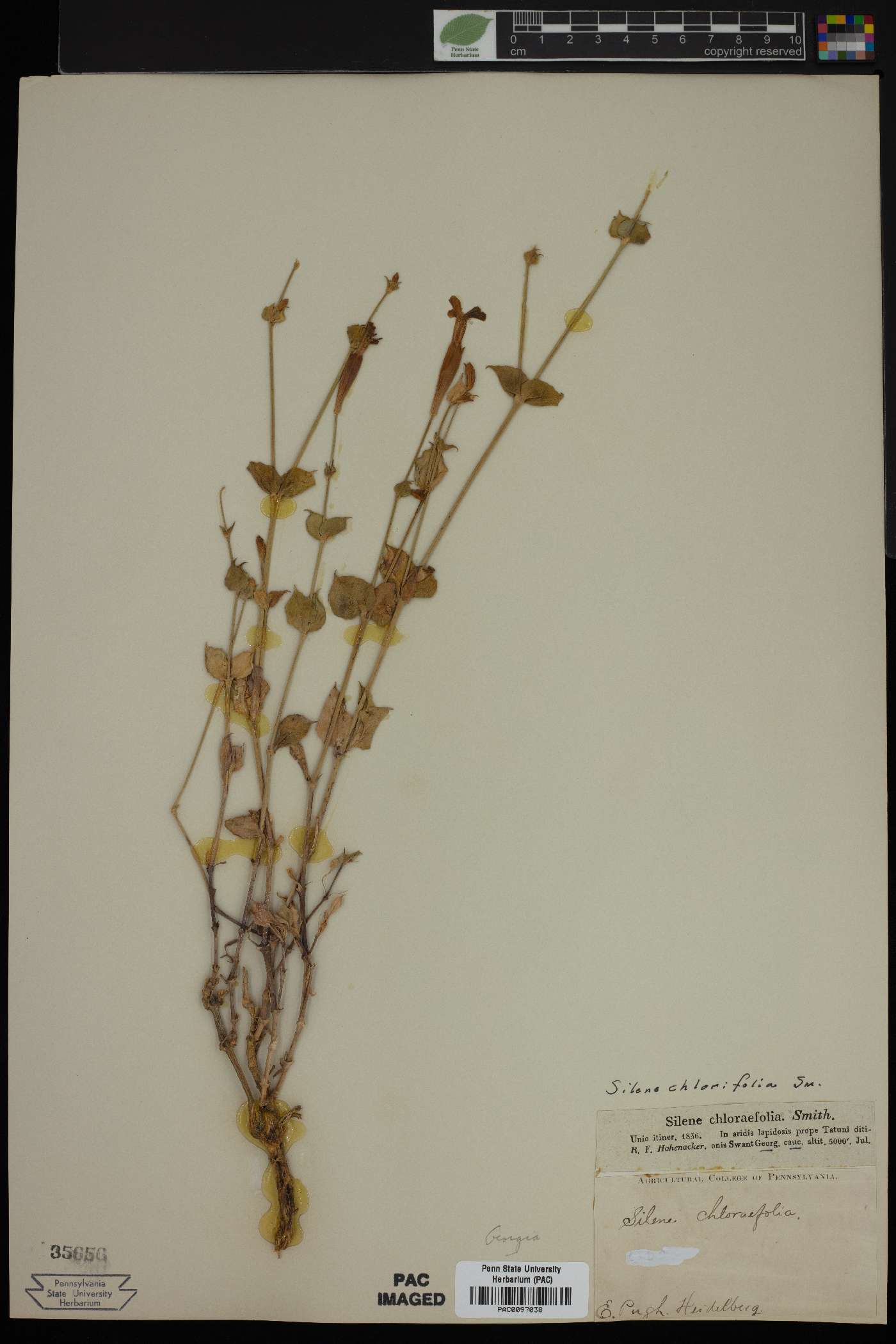 Silene chlorifolia image