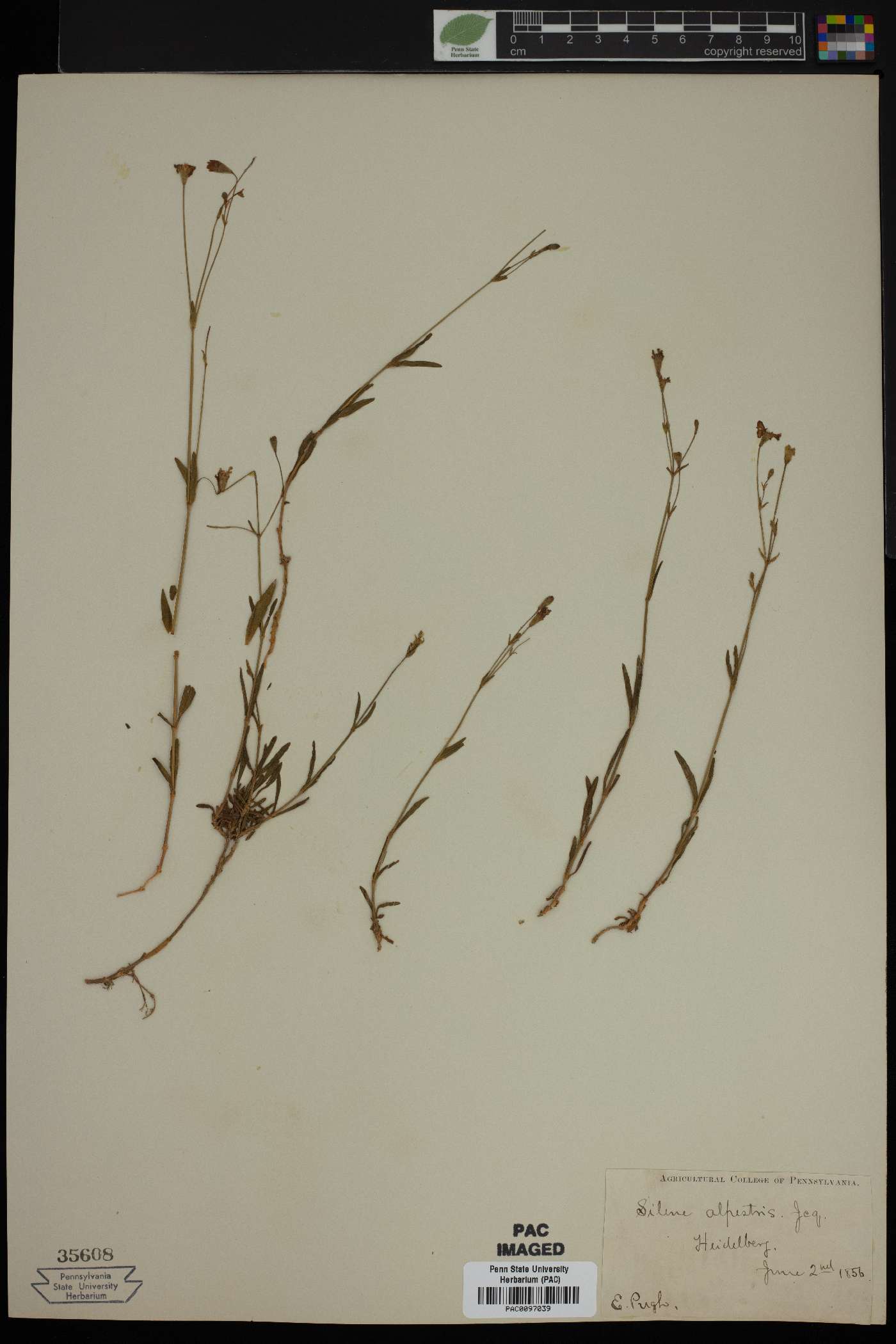 Silene alpestris image
