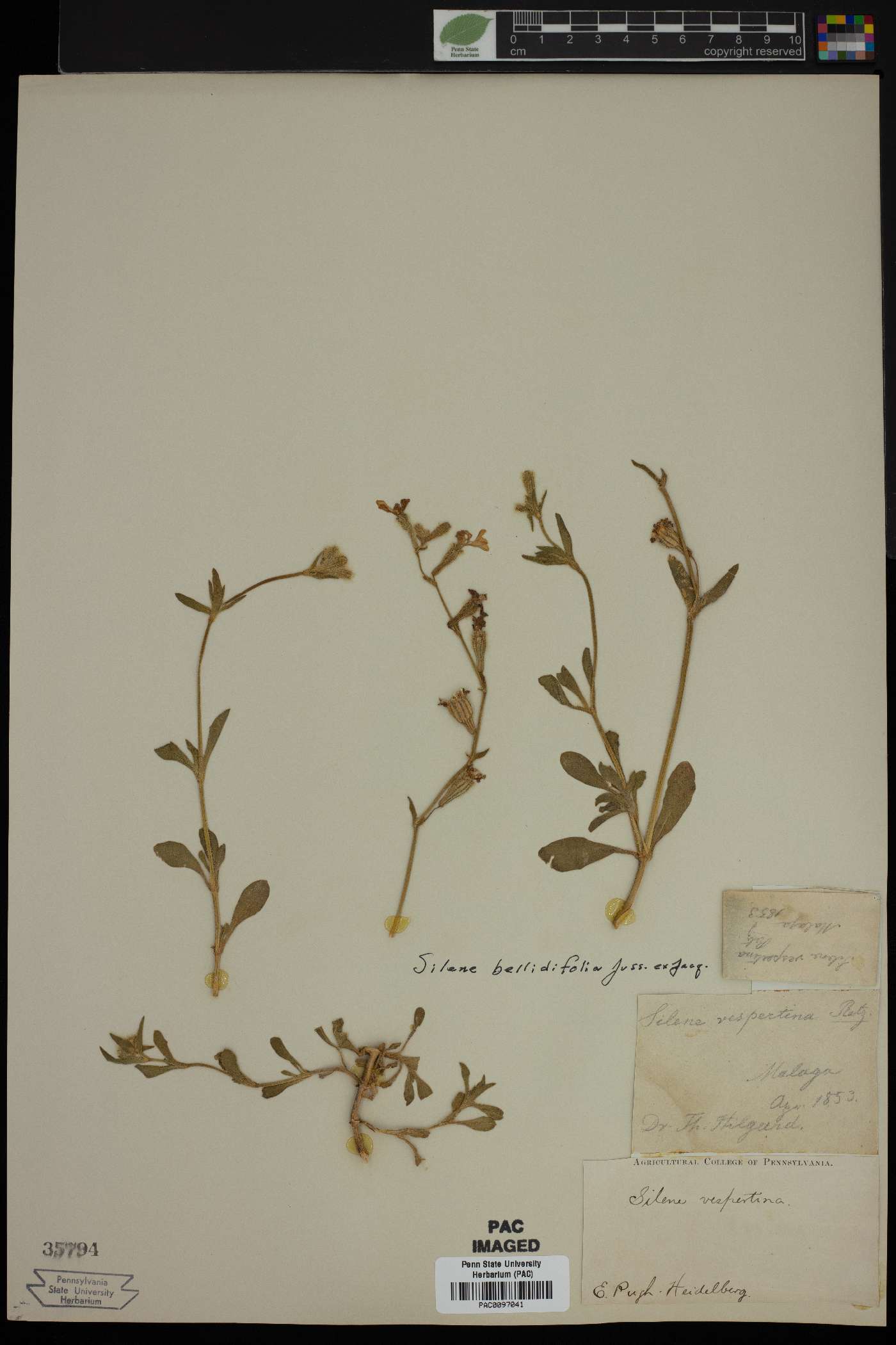 Silene bellidifolia image