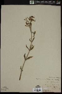 Silene italica image