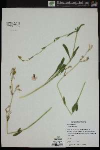 Silene nutans image