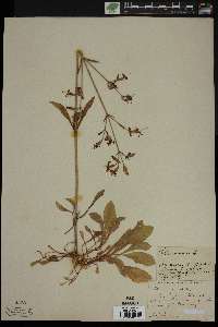 Silene nutans image