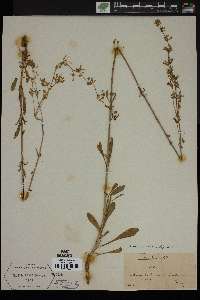 Silene artemisetorum image