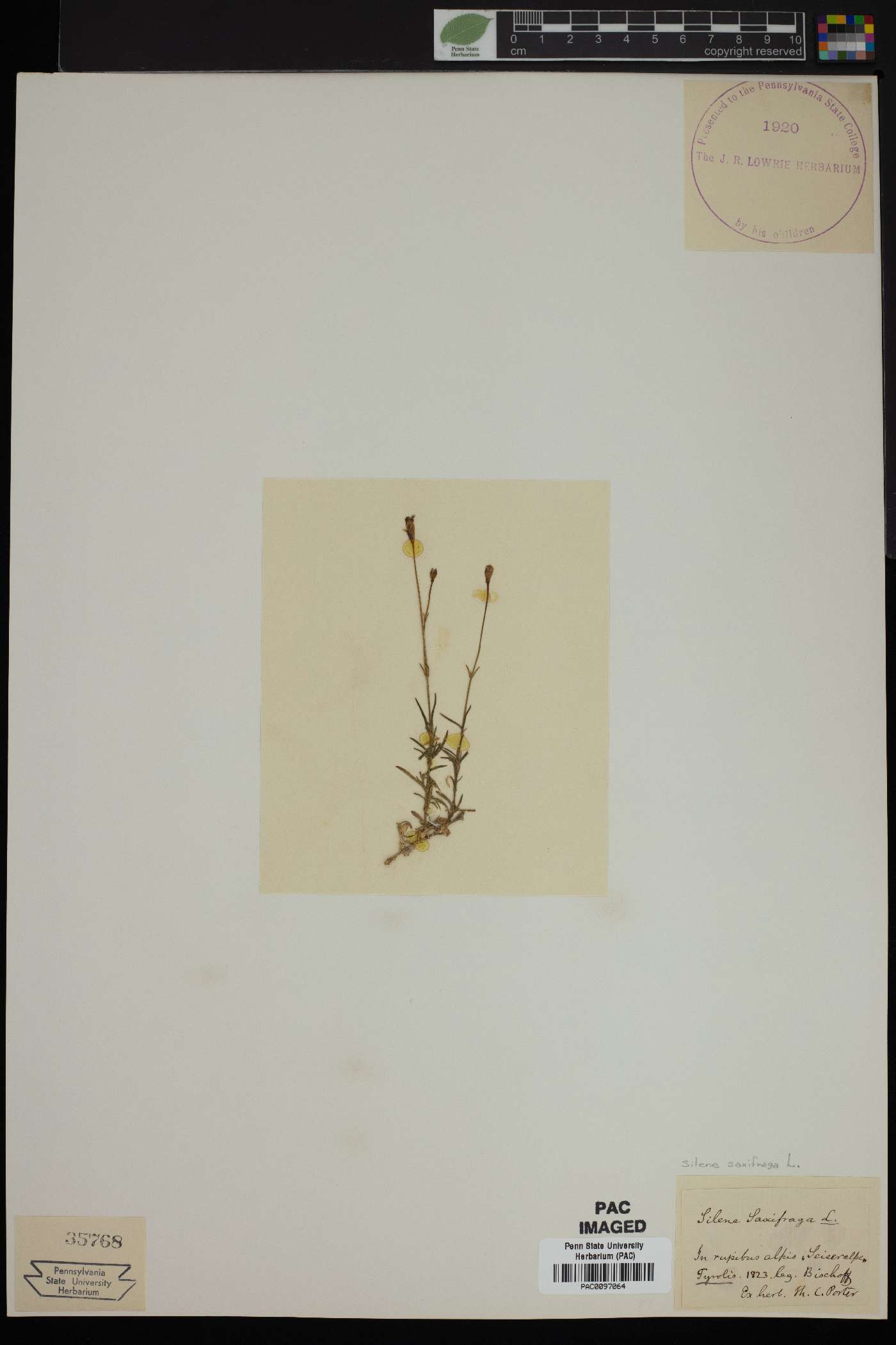 Silene saxifraga image