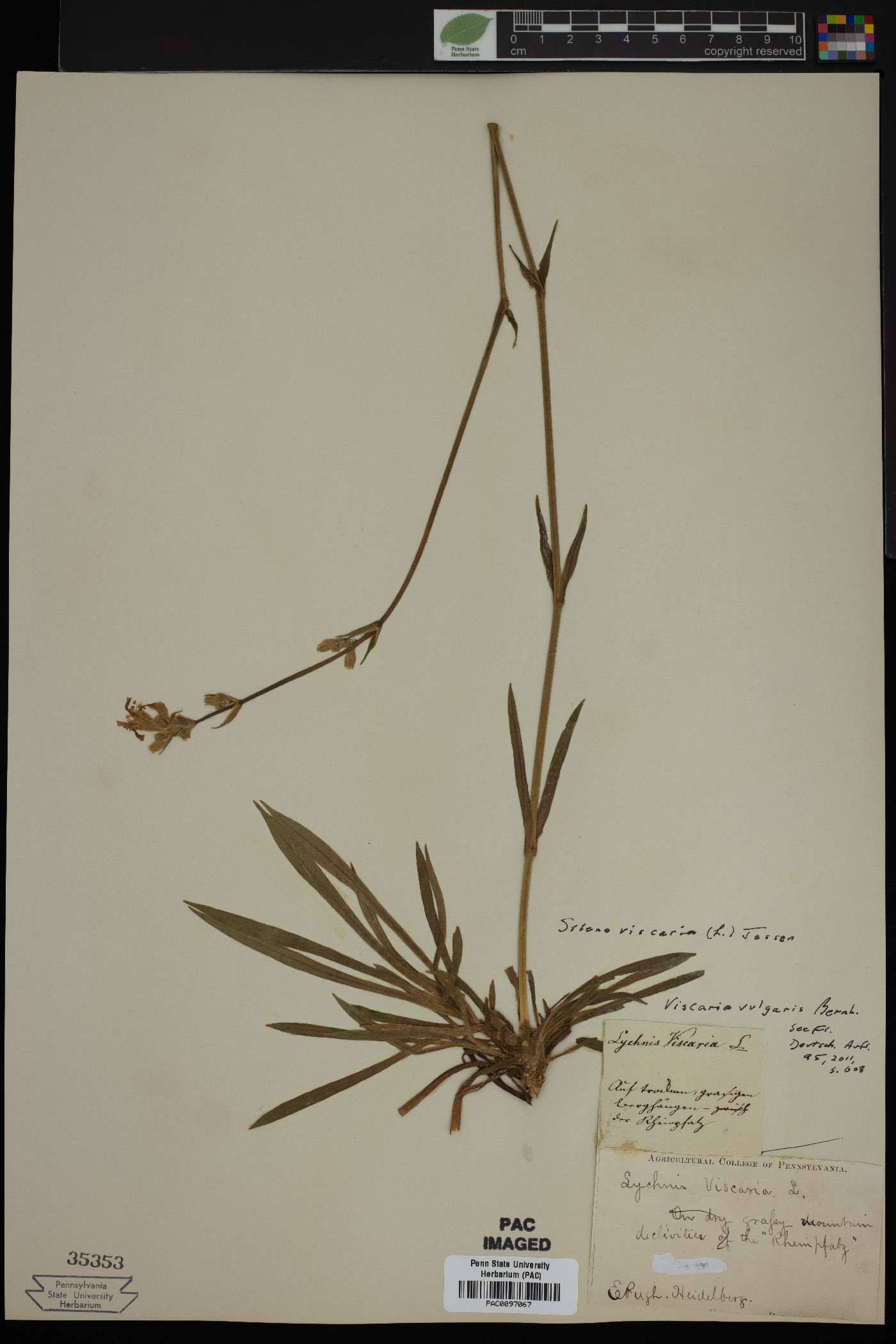 Silene viscaria image