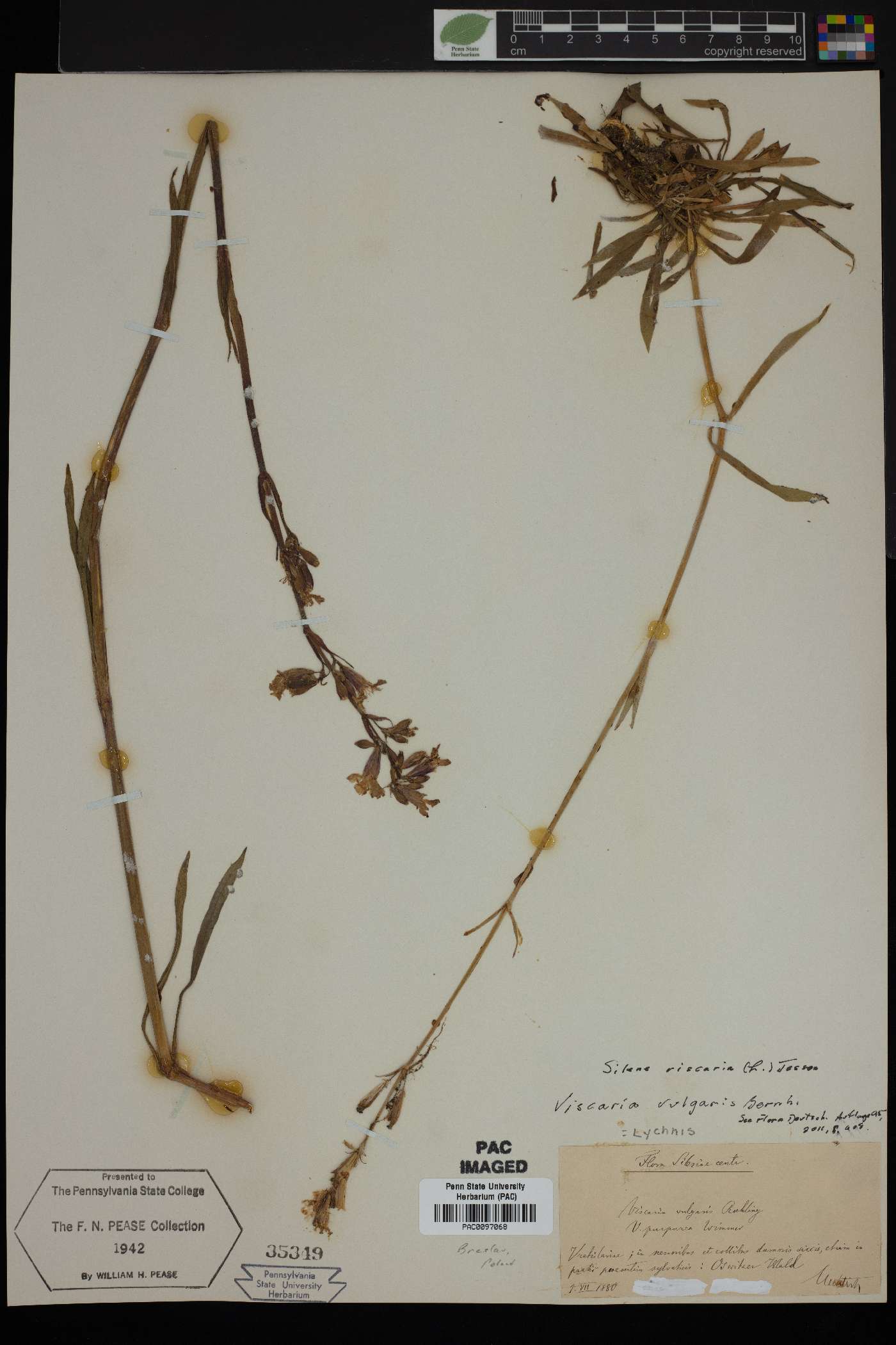 Silene viscaria image