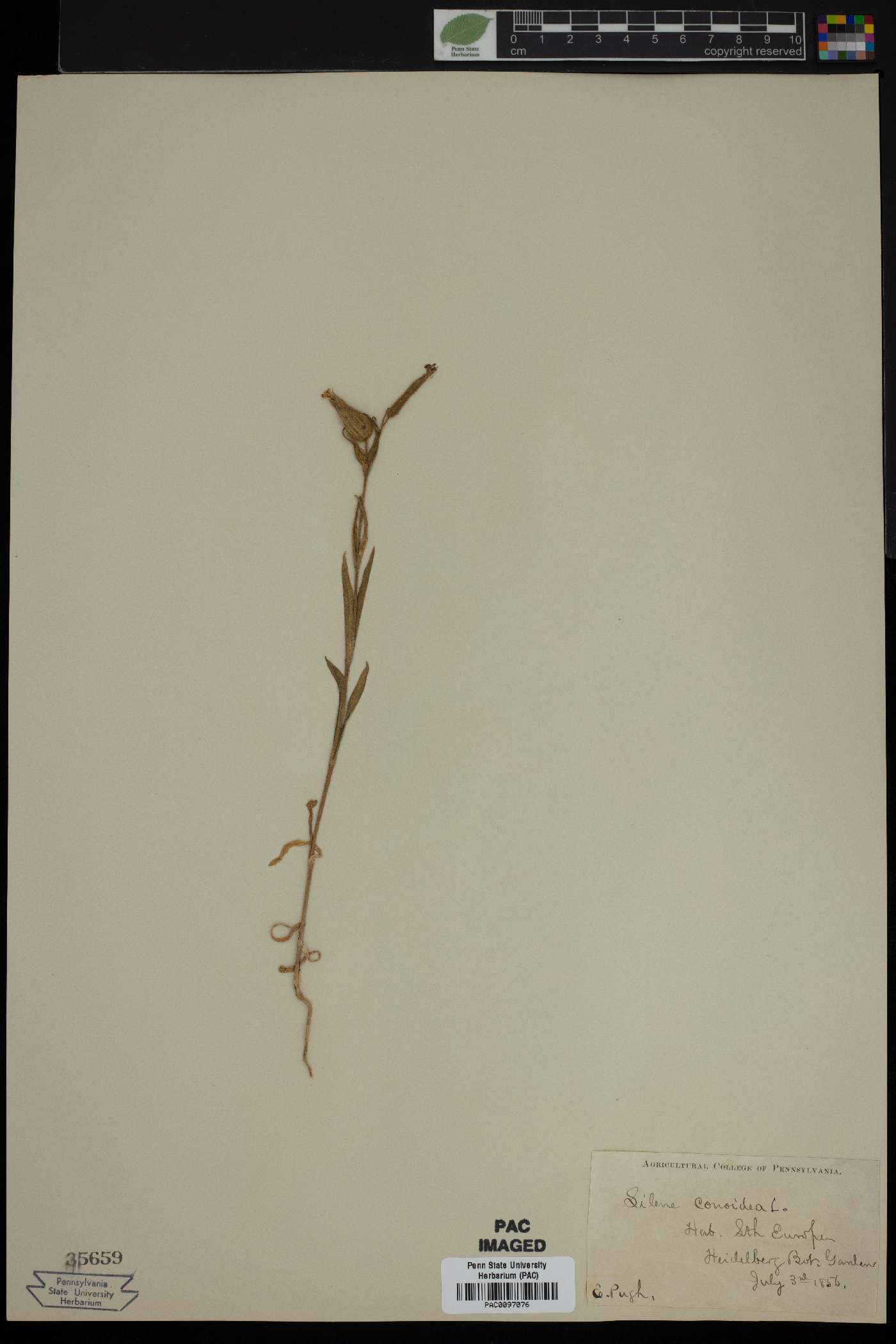 Silene conoidea image